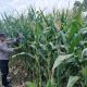 Monitoring Rutin Lahan Jagung, Kanit Bimas Polsek BP Peliung Perkuat Dukungan terhadap Ketahanan Pangan Nasional