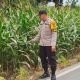 Bhabinkamtibmas BP Peliung Intensif Pantau Lahan Jagung, Perkuat Ketahanan Pangan di Tingkat Desa
