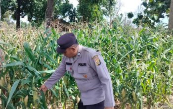 Polisi Rutin Awasi Pertumbuhan Jagung di BP Peliung, Dorong Pemanfaatan Lahan Kosong untuk Ketahanan Pangan