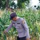 Polisi Rutin Awasi Pertumbuhan Jagung di BP Peliung, Dorong Pemanfaatan Lahan Kosong untuk Ketahanan Pangan