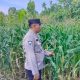 Pantau Lahan Ketahanan Pangan, Aiptu Rusmiyadi Pastikan Pertumbuhan Jagung di Negeri Agung Jaya Berjalan Optimal