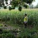 Dukung Swasembada Pangan, Bhabinkamtibmas Polsek Madang Suku I Pantau Pertumbuhan Jagung Warga