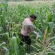 Monitoring Berkala Lahan Jagung di Banu Ayu, Aipda Barlin Dukung Penguatan Ketahanan Pangan Nasional