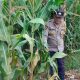 Aipda Hariyadi Awasi Pertumbuhan Jagung di Bantan Pelita, Perkuat Sinergi Polri dan Petani