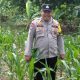 Bhabinkamtibmas Aipda Maulana Lakukan Monitoring Tanaman Jagung, Dorong Optimalisasi Lahan Produktif di OKU Timur