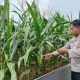 Kanit Bimas Polsek Buay Pemuka Peliung Pantau Pertumbuhan Jagung, Perkuat Dukungan terhadap Ketahanan Pangan Nasional