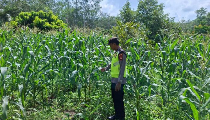 Dukung Swasembada Pangan, Bhabinkamtibmas Polsek Belitang II Sambangi Lahan Jagung Milik Petani di Purworejo