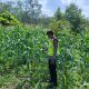 Dukung Swasembada Pangan, Bhabinkamtibmas Polsek Belitang II Sambangi Lahan Jagung Milik Petani di Purworejo