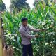 Cek Pertumbuhan Jagung di Desa Pulau Negara, Kanit Bimas BP Peliung Dorong Pemanfaatan Lahan Produktif