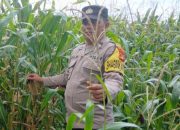 Polisi dan Petani Bersinergi, Bhabinkamtibmas BP Peliung Awasi Pertumbuhan Jagung di Lahan Ketahanan Pangan