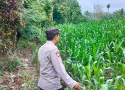 Optimalkan Lahan Produktif, Kasium Polsek BP Peliung Pantau Pertumbuhan Jagung di Desa Banu Ayu