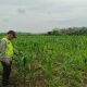 Polisi dan Petani Bersinergi, Program Ketahanan Pangan Jagung Terus Didorong di Belitang II