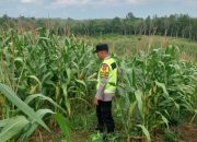Polisi Dampingi Petani Jagung di Harjo Mulyo, Wujud Dukungan Ketahanan Pangan Nasional