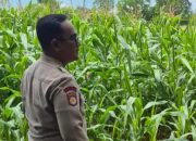 Bhabinkamtibmas Polsek BP Peliung Pantau Lahan Jagung di Negeri Pakuan, Dorong Produktivitas Warga