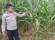 Perkuat Ketahanan Pangan Desa, Kanit Binmas Polsek BP Peliung Monitoring Lahan Jagung di Pulau Negara