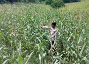 Dukung Swasembada Pangan, Kanit Binmas Polsek BP Peliung Tinjau Pertumbuhan Jagung di Desa Negeri Agung