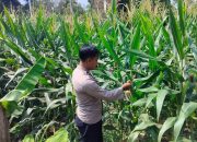 Monitoring Jagung di Desa Pemetung Basuki, Kanit Binmas Polsek BP Peliung Perkuat Program Ketahanan Pangan