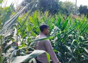 Kanit Binmas Polsek BP Peliung Pantau Lahan Jagung Produktif di Desa Saung