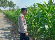 Polsek BP Peliung Intensif Awasi Pertumbuhan Jagung di Desa Pulau Negara untuk Perkuat Ketahanan Pangan