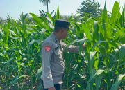 Kasium Polsek BP Peliung Rutin Pantau Pertumbuhan Jagung di Lahan Ketahanan Pangan