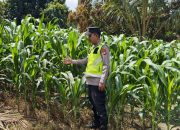 Bhabinkamtibmas Polsek Belitang II Tinjau Lahan Jagung Warga, Dukung Program Ketahanan Pangan
