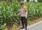 Bhabinkamtibmas Desa Saung Aktif Dampingi Petani, Pertumbuhan Jagung Ketahanan Pangan Terus Dipantau