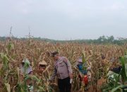 Panen Jagung Binaan Polsek Buay Pemuka Peliung Capai Hasil Positif, Dukung Ketahanan Pangan Nasional