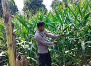 Kanit Bimas Polsek BP Peliung Perkuat Pendampingan Petani Melalui Pemantauan Lahan Jagung di Bantan Pelita