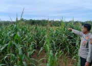Kanit Bimas Polsek BP Peliung Tinjau Lahan Jagung Produktif di Pulau Negara, Dorong Pemanfaatan Lahan Kosong