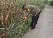 Bhabinkamtibmas Polsek BP Peliung Intensif Pantau Pertumbuhan Jagung, Wujud Dukungan Ketahanan Pangan Nasional
