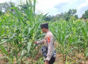 Bhabinkamtibmas Polsek Belitang II Tinjau Ketahanan Pangan, Pastikan Tanaman Jagung Warga Tumbuh Optimal