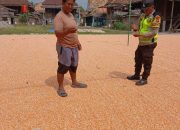 Kapolsek Buay Pemuka Peliung Dampingi Petani Salurkan Hasil Panen Jagung ke BULOG