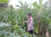 Kasium Polsek Buay Pemuka Peliung Rutin Pantau Pertumbuhan Jagung, Wujud Dukungan terhadap Ketahanan Pangan Nasional