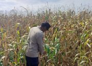Bhabinkamtibmas Polsek Buay Pemuka Peliung Tinjau Lahan Ketahanan Pangan, Pastikan Pertumbuhan Jagung di Bantan Pelita Optimal