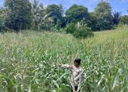 Cek Pertumbuhan Jagung di Desa Negeri Agung, Kanit Binmas Polsek Buay Pemuka Peliung Perkuat Pendampingan Ketahanan Pangan