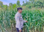 Kanit Patroli Polsek Buay Pemuka Peliung Awasi Pertumbuhan Jagung di Banu Mas, Dukung Ketahanan Pangan Berkelanjutan