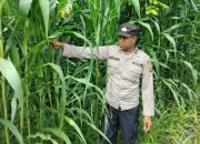 Kanit Binmas Polsek Buay Pemuka Peliung Tinjau Lahan Jagung di Banu Mas, Perkuat Program Ketahanan Pangan Pemerintah
