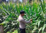 Monitoring Lahan Jagung di Pemetung Basuki, Kanit Binmas Polsek Buay Pemuka Peliung Pastikan Program Ketahanan Pangan Berjalan Optimal