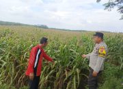 Bhabinkamtibmas Polsek Madang Suku I Tinjau Pertumbuhan Jagung Warga, Dukung Program Ketahanan Pangan Nasional