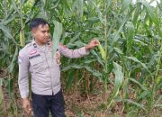 Optimalkan Lahan Tidur, Kanit Bimas Polsek BP Peliung Pantau Budidaya Jagung di Desa Trantang Sakti