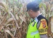 Bhabinkamtibmas Polsek BP Peliung Aktif Dampingi Petani, Pantau Pertumbuhan Jagung di Desa Banu Ayu