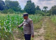 Aiptu Rusmiyadi Lakukan Monitoring Lahan Jagung di Pulau Negara, Wujud Dukungan Polri terhadap Ketahanan Pangan