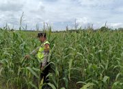 Dukung Program Ketahanan Pangan, Polsek Madang Suku I Pantau Lahan Jagung Warga