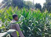 Kanit Bimas Polsek BP Peliung Rutin Pantau Pertumbuhan Jagung, Dukung Ketahanan Pangan Nasional