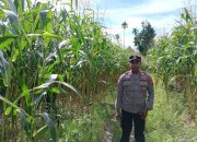 Polsek BP Peliung Tingkatkan Pendampingan Petani Melalui Kontrol Tanaman Jagung di Pulau Negara