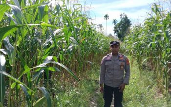 Polsek BP Peliung Tingkatkan Pendampingan Petani Melalui Kontrol Tanaman Jagung di Pulau Negara
