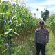 Polsek BP Peliung Tingkatkan Pendampingan Petani Melalui Kontrol Tanaman Jagung di Pulau Negara