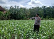 Kanit Bimas Polsek BP Peliung Perkuat Ketahanan Pangan Lewat Monitoring Jagung di Desa Bantan