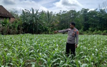 Kanit Bimas Polsek BP Peliung Perkuat Ketahanan Pangan Lewat Monitoring Jagung di Desa Bantan