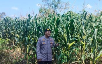 Polsek BP Peliung Dampingi Kelompok Tani, Brigpol Willy Pantau Pertumbuhan Jagung Ketahanan Pangan